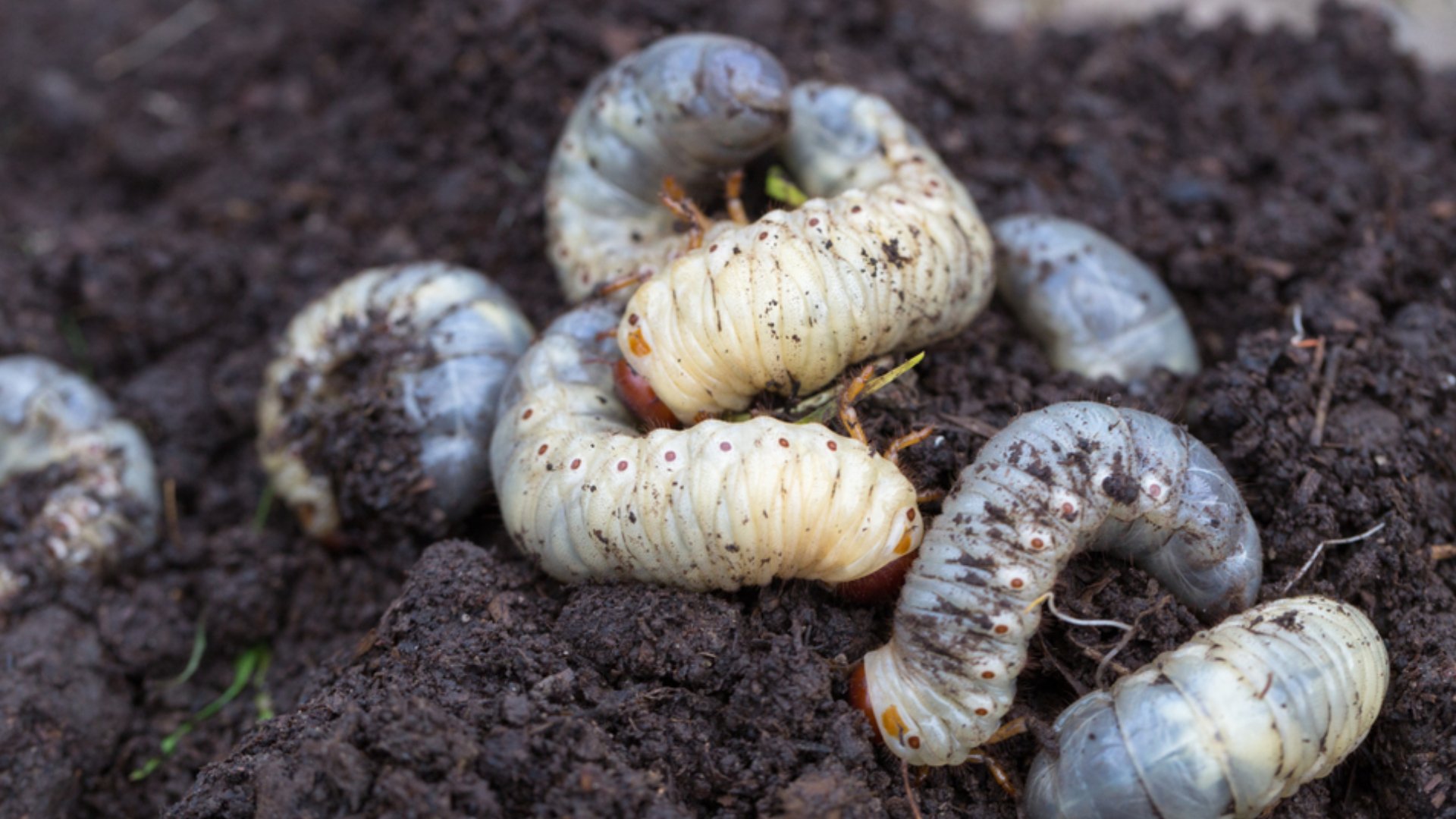 These 4 Signs Could Indicate Your Lawn Is Infested With Grubs! | Turf Kings